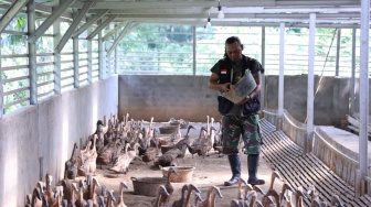 PTBA Kembangkan 500 Itik Petelur di Muara Enim, Hasilkan 200 Telur Omega per Hari
