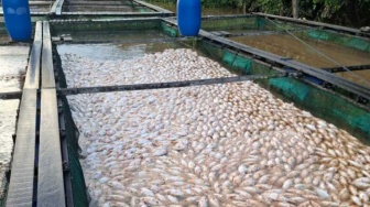 Jutaan Ikan Mati Mendadak di Mempawah, Kerugian Pembudidaya Diperkirakan Miliaran Rupiah