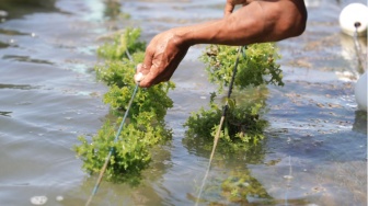 Bisakah Rumput Laut Menggantikan Plastik? Riset Indonesia Cari Jalan Keluar dari Krisis Sampah