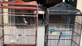 Ironi Oknum ASN di Tanggamus: Nekat Curi Jalak Suren Pakai Bambu 10 Meter Demi Nyabu