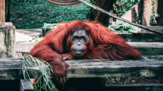 Saatnya Bersuara: Menghentikan Eksploitasi Hutan Sebelum Terlambat bagi Orangutan