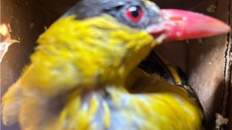 Penyelundupan 807 Burung Ilegal Palembang Digagalkan di Bakauheni, Ada Spesies Langka