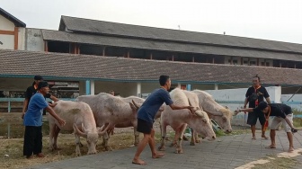 Ini Ritual Khusus Kerbau Bule Kyai Slamet Sebelum Kirab Malam 1 Suro
