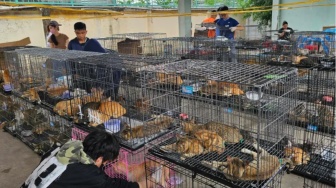 Sindikat Perdagangan Daging Kucing Digulung, Ratusan Anabul Berhasil Diselamatkan