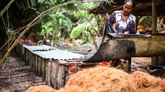 Produksi Sagu Tradisional Tetap Bertahan di Tulehu