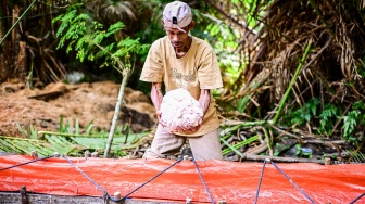 Penjual mengambil sagu di Tulehu, Kabupaten Maluku Tengah, Maluku, Rabu (17/6/2026). [ANTARA FOTO/Rivan Awal Lingga/tom]