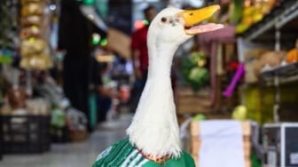 Kenalan dengan Merlin, Bebek Viral yang Jadi Maskot Tak Resmi Meksiko di Piala Dunia 2026