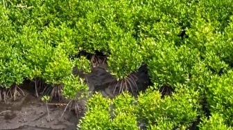 Program Mangrove NHM di Kao Berhasil Pulihkan Kawasan Pesisir dan Tingkatkan Ketahanan Lingkungan