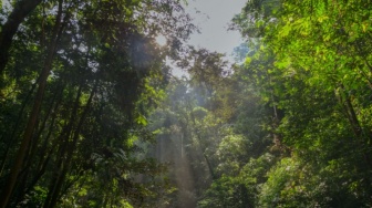 Hutan Tropis Dianggap Penyerap Karbon Utama, Tapi Penelitian Baru Tunjukkan Hal Berbeda