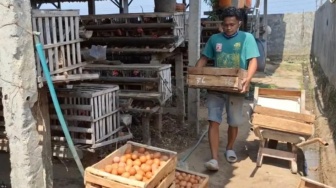 Nestapa Peternak Ayam Petelur di Magetan: Pakan Mencekik, Hasil Ternak Jadi Pajangan Gudang