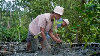 Kisah Masyarakat Pasir Sakti: Dulu Diterjang Abrasi, Kini Mangrove Menjadi Sumber Penghidupan