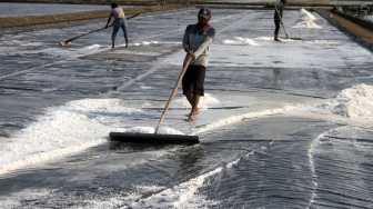 Sejumlah petani memanen garam di tambak kawasan Panggungrejo, Pasuruan, Jawa Timur, Minggu (28/6/2026). [ANTARA FOTO/Umarul Faruq/sgd]