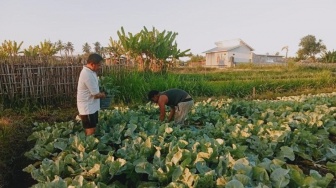 Program Makan Gratis Libur, Harga Sayur di Lombok Anjlok Parah