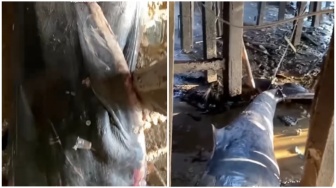 Paus 13 Meter Terdampar di Permukiman Warga Banyuasin, Sempat Rusak Rumah hingga Diikat