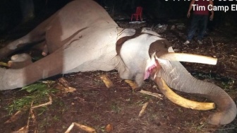 Hilangnya Habitat, Kematian Indro, dan Masa Depan Gajah Sumatera yang Terancam