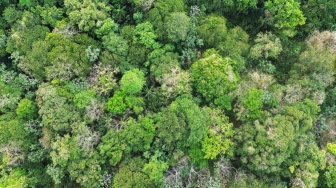 Riset: Hutan Mungkin Tak Lagi Menyerap Karbon Sebanyak yang Kita Perkirakan, Mengapa?