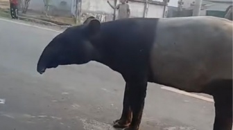 Akhir Tragis Satwa Langka: Pembantai Tapir Viral Mesuji Diringkus, Kepala Dipukul Pakai Dongkrak