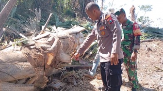 Pekerja Tewas di Lereng Gunung Baung: Ketika Pohon yang Ditebang Menimpa Diri Sendiri