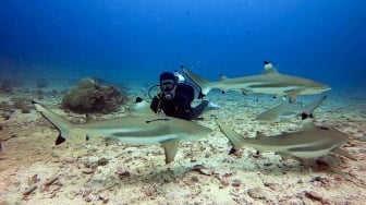 5 Pengalaman Epik di Morotai yang Akan Membuat Liburan Anda Tak Terlupakan