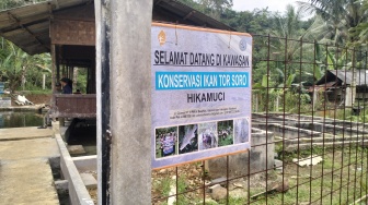 Gunakan Teknik Stripping, Pemuda Sukabumi Sukses Cetak 3.000 Anakan 'Ikan Dewa' yang Langka