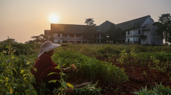 Petani memanen sayur kangkung dengan latar belakang bangunan Gedung Islamic Centre yang terbengkalai di Tambun Utara, Kabupaten Bekasi, Jawa Barat, Senin (6/7/2026). [ANTARA FOTO/Darryl Ramadhan/wsj]