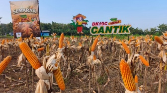 Benih Jagung Hibrida Dekalb DK19C Unjuk Produktivitas di Ponorogo