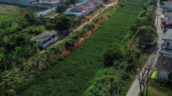 Hamparan Eceng Gondok Selimuti Kali Blencong di Bekasi