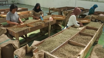 Sejumlah pekerja menyortir biji kopi jenis robusta di Perusahaan Daerah Perkebunan (PDP) Kahyangan Jember, Jawa Timur, Senin (6/7/2026). [ANTARA FOTO/Seno/wsj
