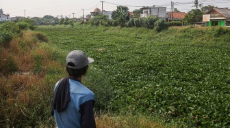 Warga melihat tanaman eceng gondok yang memenuhi Kali Blencong di Tarumajaya, Kabupaten Bekasi, Jawa Barat, Senin (6/7/2026). [ANTARA FOTO/Darryl Ramadhan/nz]