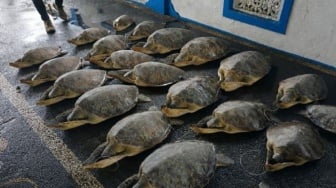 21 Penyu Hijau Korban Penyelundupan Dikembalikan ke Laut