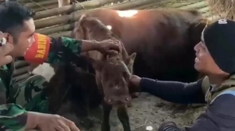 Si Brilian dari Magetan: Kisah Sapi Bermata Tiga yang Menolak Ditawar Harga Selangit