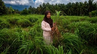 Mengapa Desa Pulu Memilih Sereh Wangi untuk Memulihkan Lahan yang Rusak Akibat Banjir?