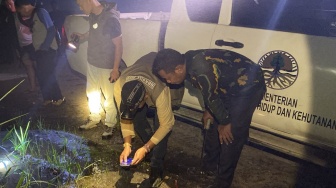 Karyawan di Pelalawan Tewas Diterkam Harimau saat Cari Sinyal HP