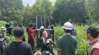 Sepekan, 2 Orang Tewas Diterkam Harimau di Kawasan Perusahaan HTI Pelalawan