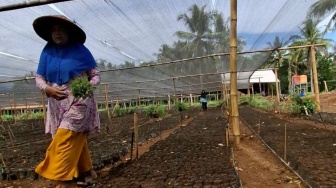 Miliaran Rupiah KUR Justru Mengalir Deras ke Desa-Desa di Lampung
