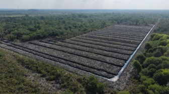 100 Hektare Hutan Mangrove di Rokan Hilir Dirusak, Disulap Jadi Lahan Perkebunan
