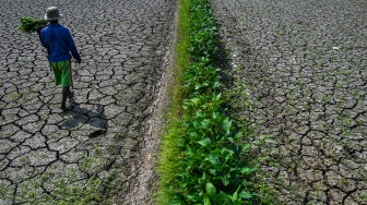 Petani berjalan di lahan sawah irigasi anak Sungai Cimulu yang mengering di Kampung Ciwasmandi, Kelurahan Sukajaya, Kecamatan Purbaratu, Kota Tasikmalaya, Jawa Barat, Kamis (16/7/2026). [ANTARA FOTO/Adeng Bustomi/nz]