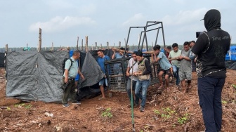 Pekerja Sawit Nyaris Diterkam Harimau di Perkebunan Siak: Saya Trauma