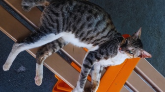 Teman Berbulu di Transportasi Umum, Kebahagiaan Kecil di Setiap Perjalanan
