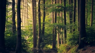 Hutan Bisa Jadi Ruang Terapi di Tengah Polusi dan Krisis Iklim, Apa Saja Manfaatnya?