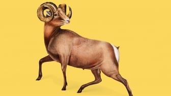 Sifat dan Karakter Shio Kambing dari Positif hingga Negatif