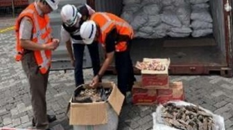 Mafia Internasional Diburu, Penyelundupan 3 Ton Sisik Trenggiling ke Kamboja Dibongkar