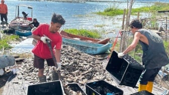 25 Ton Ikan Nila Mati Massal Akibat Letupan Belerang di Danau Batur