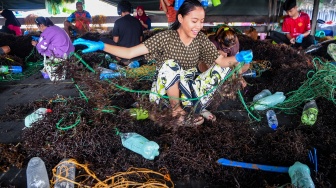 Pekerja menjahit bibit rumput laut jenis Kappaphycus alvarezii di Desa Liang Bunyu, Sebatik Barat, Kabupaten Nunukan, Kalimantan Utara, Jumat (24/7/2026). [ANTARA FOTO/M Risyal Hidayat/sgd]