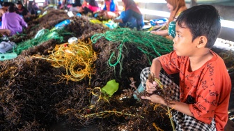 Seorang anak menjahit bibit rumput laut jenis Kappaphycus alvarezii di Desa Liang Bunyu, Sebatik Barat, Kabupaten Nunukan, Kalimantan Utara, Jumat (24/7/2026). [ANTARA FOTO/M Risyal Hidayat/sgd]
