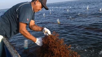 Seorang petani bersiap memanen rumput laut jenis Kappaphycus alvarezii di perairan Sebatik Barat, Kabupaten Nunukan, Kalimantan Utara, Jumat (24/7/2026). [ANTARA FOTO/M Risyal Hidayat/sgd]