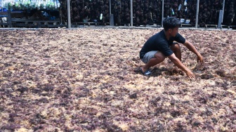 Cuaca Tak Menentu Jadi Momok Petani Rumput Laut Nunukan