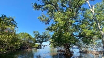 Mangrove Indonesia Terus Menyusut, Bagaimana Menjaganya agar Ekonomi Biru Tetap Tumbuh?