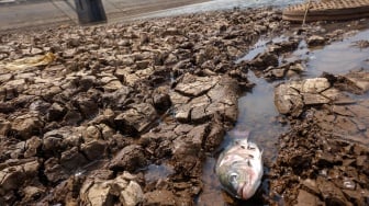 Kemarau Susutkan Waduk Delingan, Dasar Waduk Berubah Jadi Lahan Retak