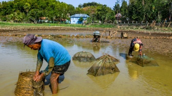 Warga memanen ikan menggunakan bubu di Telaga Kedung Giriwungu yang mengering di Kapanewon Panggang, Kabupaten Gunungkidul, DI Yogyakarta, Selasa (28/7/2026). [ANTARA FOTO/Rahid Putra Laksana/agr/ky]